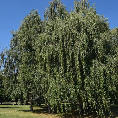 Apartament Al Salice Tranquillita Nel Verde Via Amendola 24 Busto Arsizio Zewnętrze zdjęcie